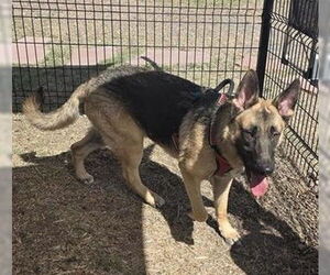 German Shepherd Dog Dogs for adoption in San Antonio, TX, USA