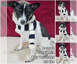 Pembroke Welsh Corgi-Unknown Mix Dogs for adoption in Seattle, WA, USA