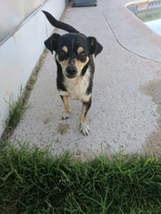 Chiweenie Dogs for adoption in Surprise, AZ, USA
