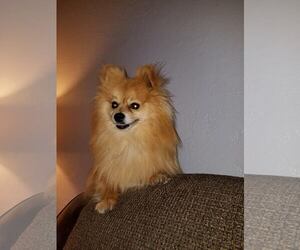 Pomeranian Dogs for adoption in Altus, OK, USA