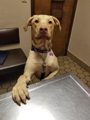 Labrador Retriever-Unknown Mix Dogs for adoption in Grand Haven, MI, USA