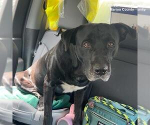 American Pit Bull Terrier-Labrador Retriever Mix Dogs for adoption in Ocala, FL, USA