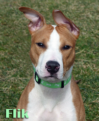 Basenji Dogs for adoption in Mason, MI, USA