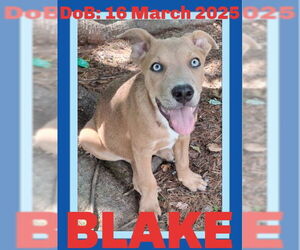 American Pit Bull Terrier-German Shepherd Dog Mix Dogs for adoption in Sebec, ME, USA