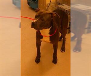 Mutt Dogs for adoption in Sanford, FL, USA