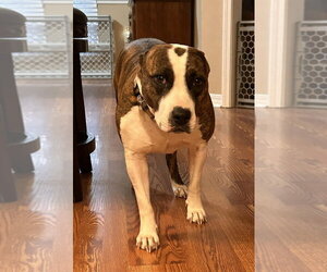 Mutt Dogs for adoption in Boston, MA, USA