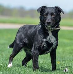 Border Collie Dogs for adoption in Knoxville, IA, USA