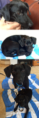 Doxie-Pin Dogs for adoption in Chantilly, VA, USA
