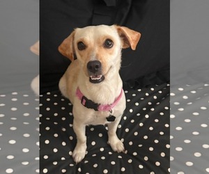 Chihuahua Dogs for adoption in Menifee, CA, USA