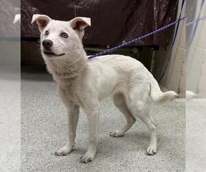 Gerberian Shepsky Dogs for adoption in Conroe, TX, USA