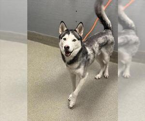 Medium Photo #1 Huskies -Unknown Mix Puppy For Sale in Las Vegas, NV, USA