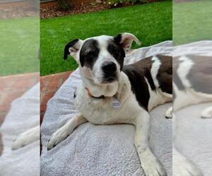 Borador Dogs for adoption in San Jose, CA, USA
