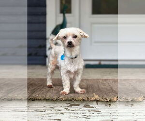 Maltese Dogs for adoption in Arlington, VA, USA