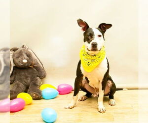 Mutt Dogs for adoption in Sanford, FL, USA