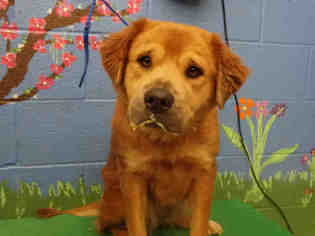 Golden Retriever Dogs for adoption in Waco, TX, USA