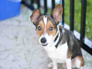 Raggle Dogs for adoption in Fort Lauderdale, FL, USA