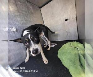 German Shepherd Dog-Unknown Mix Dogs for adoption in San Antonio, TX, USA