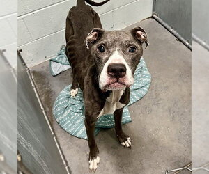 American Pit Bull Terrier-Great Dane Mix Dogs for adoption in Tavares, FL, USA