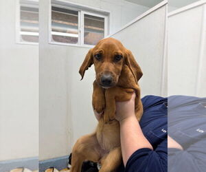 Mutt Dogs for adoption in Emmett, ID, USA