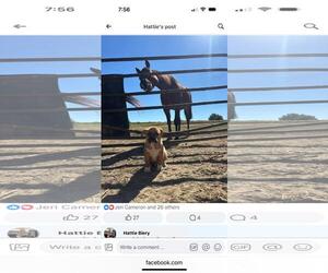 Mutt Dogs for adoption in Garden City, NY, USA