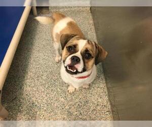 Puggle Dogs for adoption in Long Beach, CA, USA