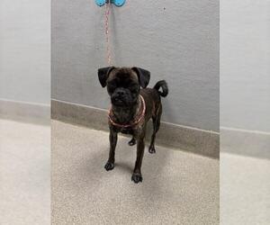 Pug-Unknown Mix Dogs for adoption in Las Vegas, NV, USA