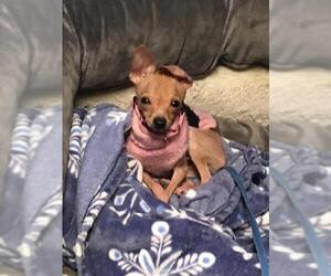 Chihuahua Dogs for adoption in Kettering, OH, USA
