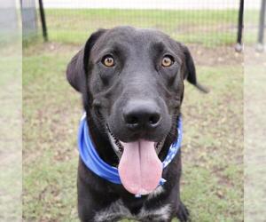 Labrador Retriever-Unknown Mix Dogs for adoption in San Antonio, TX, USA