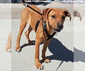 Redbone Coonhound Dogs for adoption in Griffin, GA, USA