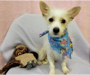 Chihuahua-Parson Russell Terrier Mix Dogs for adoption in Santa Clara, CA, USA