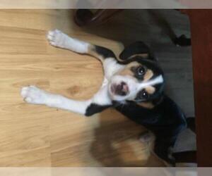 Medium Photo #1 Beagle Puppy For Sale in Chester, IL, USA