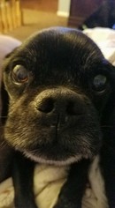 Pug Dogs for adoption in Rockaway, NJ, USA