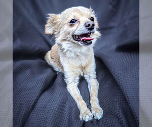 Malchi Dogs for adoption in Albuquerque, NM, USA