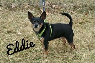 Chipin Dogs for adoption in Kendallville, IN, USA