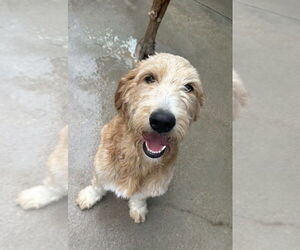 Labradoodle Dogs for adoption in Oak Bluffs, MA, USA