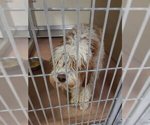Old English Sheepdog-Unknown Mix Dogs for adoption in Ogden, UT, USA