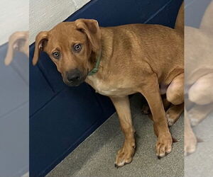 Retriever -Unknown Mix Dogs for adoption in Sterling, MA, USA