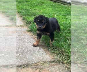 Rottweiler Dogs for adoption in Smithfield, PA, USA