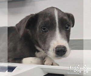 Medium Photo #2 Retriever -Unknown Mix Puppy For Sale in Washington, DC, USA