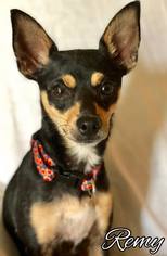 Miniature Pinscher Dogs for adoption in Tulsa, OK, USA