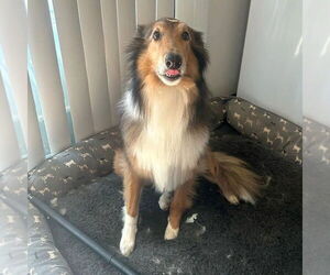 Collie Dogs for adoption in Dublin, OH, USA