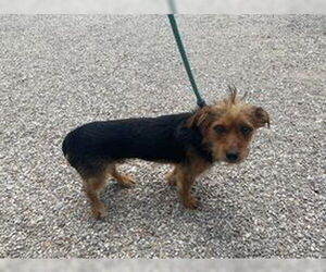 Mutt Dogs for adoption in Evansville, IN, USA