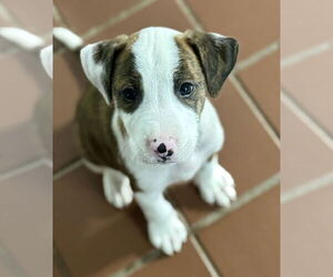 Labrador Retriever-Unknown Mix Dogs for adoption in Jefferson, NJ, USA