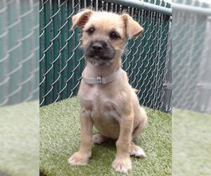 Mutt Dogs for adoption in Downey, CA, USA