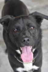 Sheprador Dogs for adoption in North Myrtle Beach, SC, USA