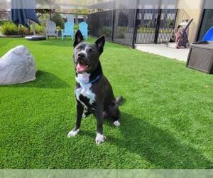 American Pit Bull Terrier-Border Collie Mix Dogs for adoption in Santa Clara, CA, USA