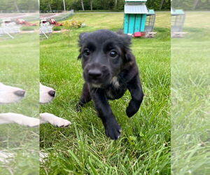 Australian Shepherd-Unknown Mix Dogs for adoption in Aurora, IN, USA