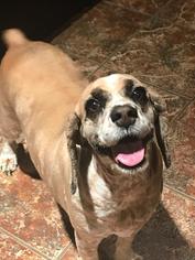 Cocker Spaniel-Unknown Mix Dogs for adoption in Dallas, TX, USA