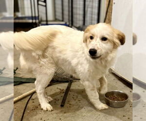 Great Pyrenees-Unknown Mix Dogs for adoption in Plymouth, MN, USA