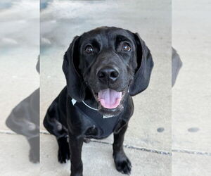 Spanador Dogs for adoption in Fort Worth, TX, USA